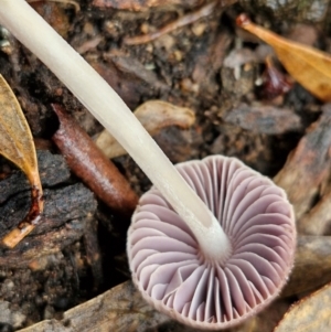 Mycena 'clarkeana group' at Rocky Hill War Memorial Park and Bush Reserve, Goulburn - 5 Jun 2024