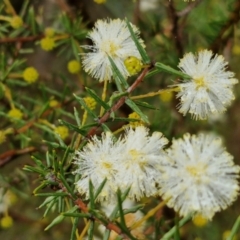 Acacia ulicifolia (Prickly Moses) at Rocky Hill War Memorial Park and Bush Reserve, Goulburn - 5 Jun 2024 by trevorpreston