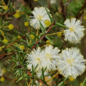 Acacia ulicifolia at Rocky Hill War Memorial Park and Bush Reserve, Goulburn - 5 Jun 2024