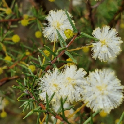 Acacia ulicifolia (Prickly Moses) at Rocky Hill War Memorial Park and Bush Reserve, Goulburn - 5 Jun 2024 by trevorpreston