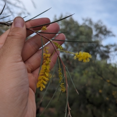 Acacia cyperophylla var. cyperophylla (Creekline Miniritchi, Red Mulga) at Desert Springs, NT - 12 May 2024 by Darcy