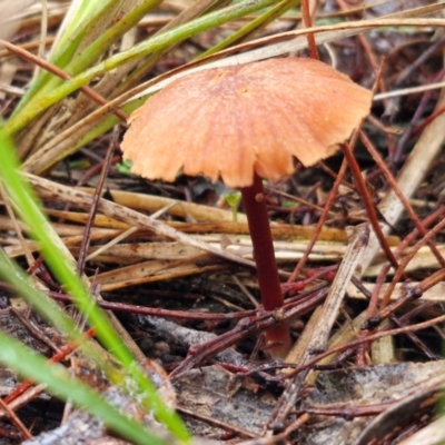 Laccaria sp. (Laccaria) at Rocky Hill War Memorial Park and Bush Reserve, Goulburn - 5 Jun 2024 by trevorpreston