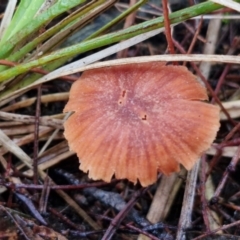 Laccaria sp. at Rocky Hill War Memorial Park and Bush Reserve, Goulburn - 5 Jun 2024 11:58 AM