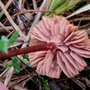 Laccaria sp. at Rocky Hill War Memorial Park and Bush Reserve, Goulburn - 5 Jun 2024 11:58 AM