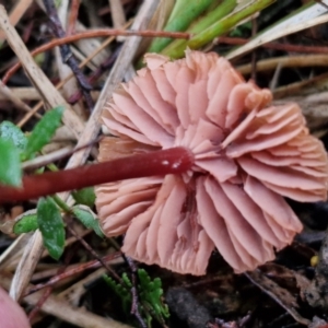 Laccaria sp. at Rocky Hill War Memorial Park and Bush Reserve, Goulburn - 5 Jun 2024 11:58 AM