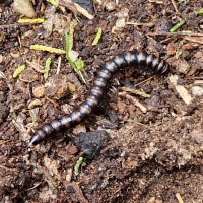 Paradoxosomatidae sp. (family) at Rocky Hill War Memorial Park and Bush Reserve, Goulburn - 5 Jun 2024 by trevorpreston