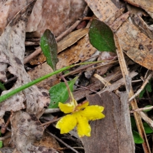 Goodenia hederacea at Rocky Hill War Memorial Park and Bush Reserve, Goulburn - 5 Jun 2024