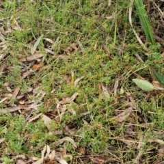 Einadia nutans at Rocky Hill War Memorial Park and Bush Reserve, Goulburn - 5 Jun 2024