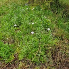 Dimorphotheca ecklonis at Goulburn, NSW - 5 Jun 2024 11:46 AM