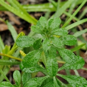 Galium aparine at Goulburn, NSW - 5 Jun 2024 11:46 AM