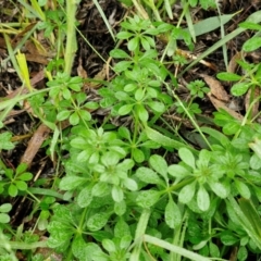 Galium aparine at Goulburn, NSW - 5 Jun 2024 11:46 AM