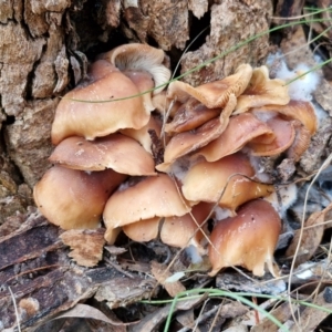 Collybia eucalyptorum at Goulburn, NSW - 5 Jun 2024