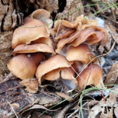 Collybia eucalyptorum at Goulburn, NSW - 5 Jun 2024