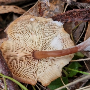 Collybia eucalyptorum at Goulburn, NSW - 5 Jun 2024