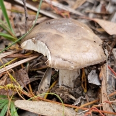 Unidentified Cap on a stem; gills below cap [mushrooms or mushroom-like] at Goulburn Mulwaree Council - 5 Jun 2024 by trevorpreston