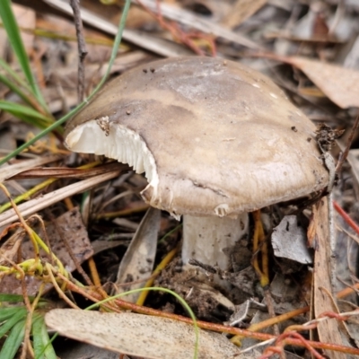 Unidentified Cap on a stem; gills below cap [mushrooms or mushroom-like] at Goulburn Mulwaree Council - 5 Jun 2024 by trevorpreston