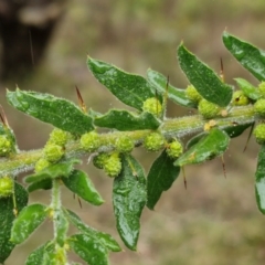 Acacia paradoxa at Goulburn, NSW - 5 Jun 2024