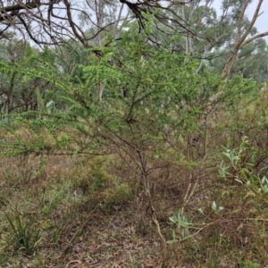 Acacia paradoxa at Goulburn, NSW - 5 Jun 2024