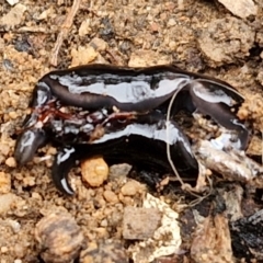 Parakontikia ventrolineata (Stripe-bellied flatworm) at Goulburn, NSW - 5 Jun 2024 by trevorpreston