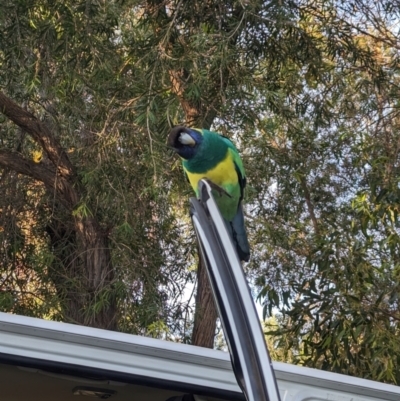 Barnardius zonarius (Australian Ringneck) at Ross, NT - 12 May 2024 by Darcy