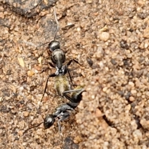 Camponotus aeneopilosus at Goulburn, NSW - 5 Jun 2024