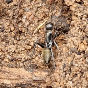 Camponotus aeneopilosus at Goulburn, NSW - 5 Jun 2024