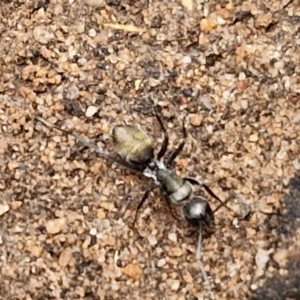 Camponotus aeneopilosus at Goulburn, NSW - 5 Jun 2024