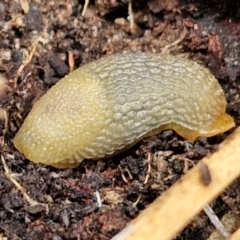 Arion intermedius (Hedgehog Slug) at Goulburn, NSW - 5 Jun 2024 by trevorpreston