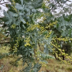 Acacia baileyana (Cootamundra Wattle, Golden Mimosa) at Goulburn, NSW - 5 Jun 2024 by trevorpreston