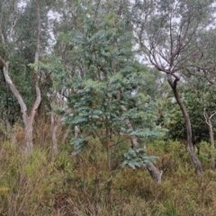 Acacia baileyana at Goulburn, NSW - 5 Jun 2024 11:36 AM