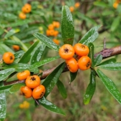 Pyracantha angustifolia (Firethorn, Orange Firethorn) at Goulburn, NSW - 5 Jun 2024 by trevorpreston