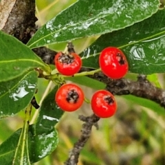 Pyracantha crenulata (Firethorn) at Goulburn, NSW - 5 Jun 2024 by trevorpreston