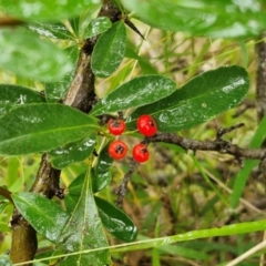 Pyracantha crenulata at Goulburn, NSW - 5 Jun 2024 11:34 AM