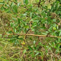 Pyracantha crenulata at Goulburn, NSW - 5 Jun 2024 11:34 AM