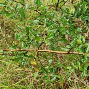 Pyracantha crenulata at Goulburn, NSW - 5 Jun 2024 11:34 AM