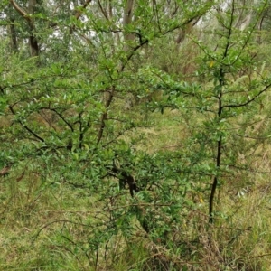 Pyracantha crenulata at Goulburn, NSW - 5 Jun 2024 11:34 AM