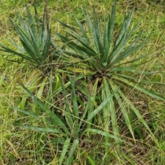 Yucca (genus) at Goulburn, NSW - 5 Jun 2024 by trevorpreston
