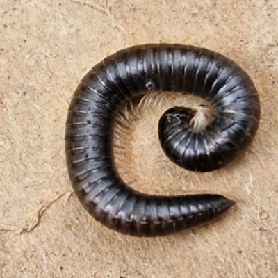 Ommatoiulus moreleti (Portuguese Millipede) at Goulburn Mulwaree Council - 5 Jun 2024 by trevorpreston