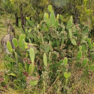 Opuntia puberula at Goulburn, NSW - 5 Jun 2024 11:29 AM