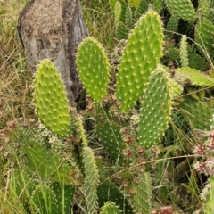 Opuntia puberula at Goulburn, NSW - 5 Jun 2024 11:29 AM