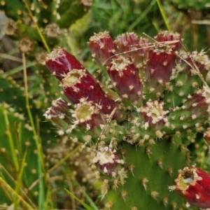 Opuntia puberula at Goulburn, NSW - 5 Jun 2024 11:29 AM