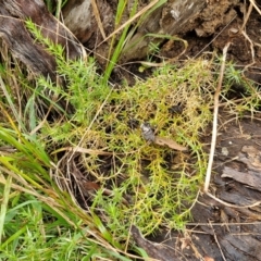 Stellaria pungens at Goulburn, NSW - 5 Jun 2024 11:29 AM