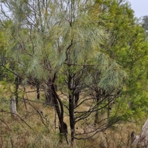 Jacksonia scoparia at Goulburn, NSW - 5 Jun 2024