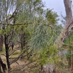 Jacksonia scoparia at Goulburn, NSW - 5 Jun 2024