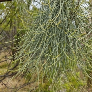 Jacksonia scoparia at Goulburn, NSW - 5 Jun 2024