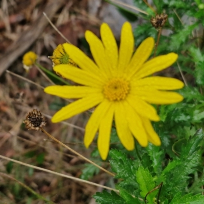 Euryops chrysanthemoides (South African Bush Daisy) at Goulburn, NSW - 5 Jun 2024 by trevorpreston