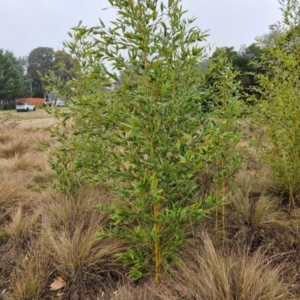 Phyllostachys aurea at Goulburn, NSW - 5 Jun 2024 11:18 AM