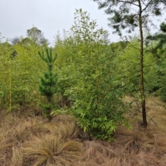 Phyllostachys aurea at Goulburn, NSW - 5 Jun 2024 11:18 AM