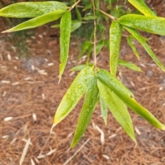 Phyllostachys aurea at Goulburn, NSW - 5 Jun 2024 11:18 AM