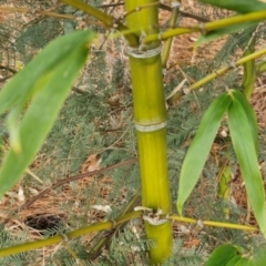 Phyllostachys aurea at Goulburn, NSW - 5 Jun 2024 11:18 AM